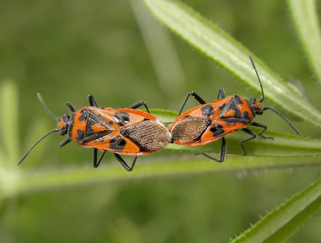 Corizus hyoscyami - piros karimáspoloska