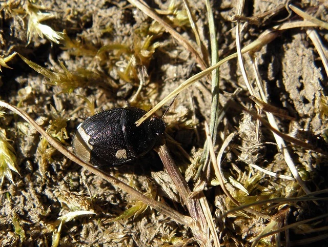 Sehirus luctuosus - világosfarú földipoloska Sehirus luctuosus - világosfarú földipoloska