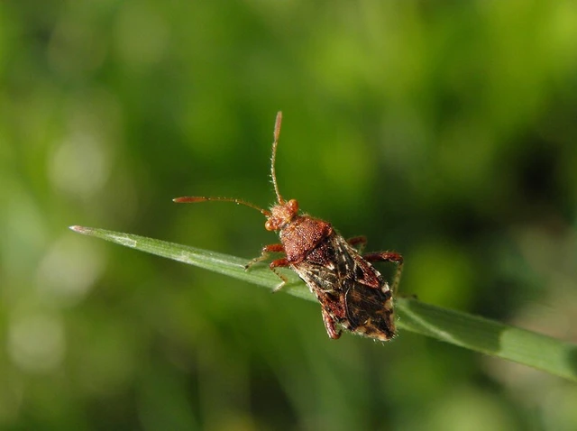 Rhopalus subrufus - vörös üvegszárnyú-poloska