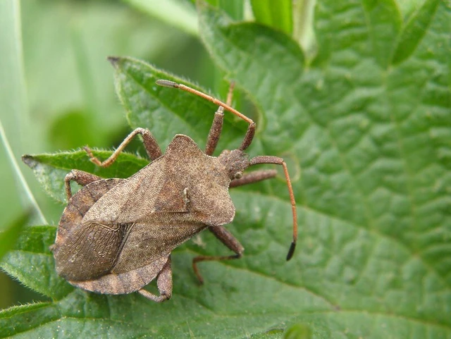 Coreus marginatus - közönséges karimáspoloska