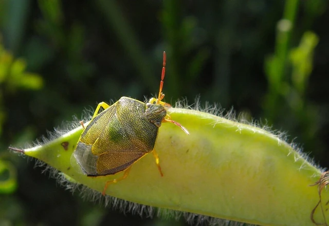 Piezodorus lituratus - bíboros címerespoloska Piezodorus lituratus - bíboros címerespoloska