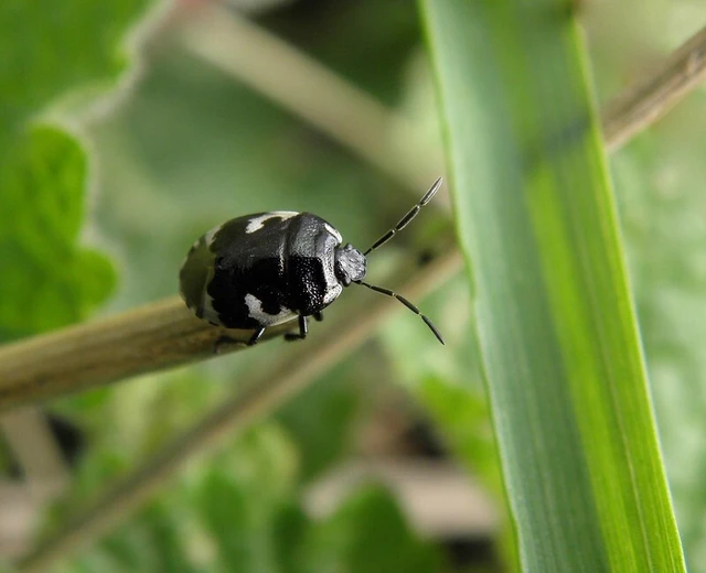 Tritomegas bicolor - foltos földipoloska