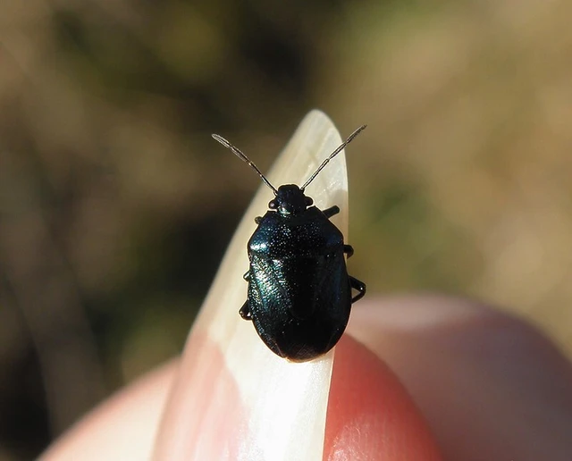 Zicrona caerulea - acélkék poloska Zicrona caerulea - acélkék poloska