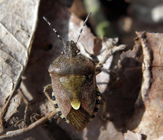Dolycoris baccarum - közönséges bogyómászó-poloska Dolycoris baccarum - közönséges bogyómászó-poloska