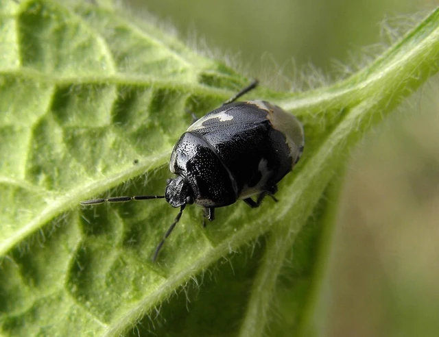 Tritomegas bicolor - foltos földipoloska