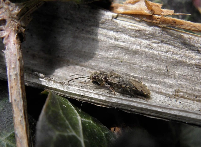 Heterogaster urticae - tarka bodobács