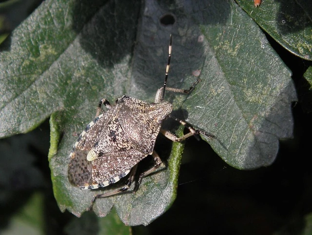 Rhaphigaster nebulosa - bencepoloska