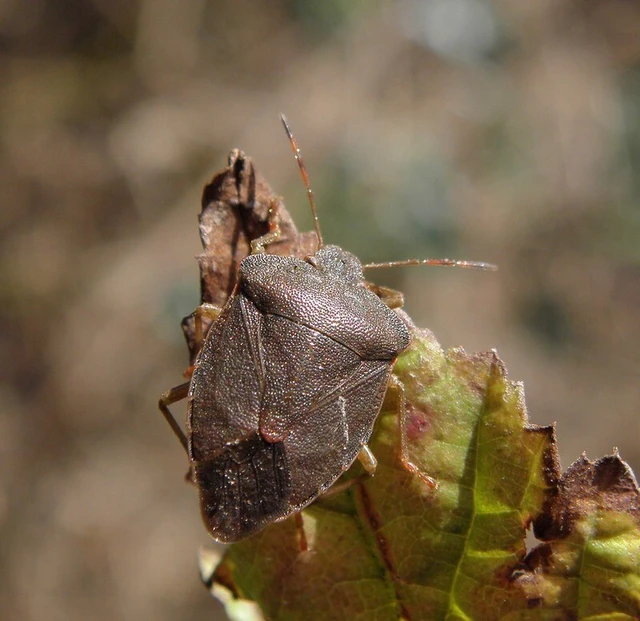 Palomena prasina - zöld bogyómászó-poloska Palomena prasina - zöld bogyómászó-poloska