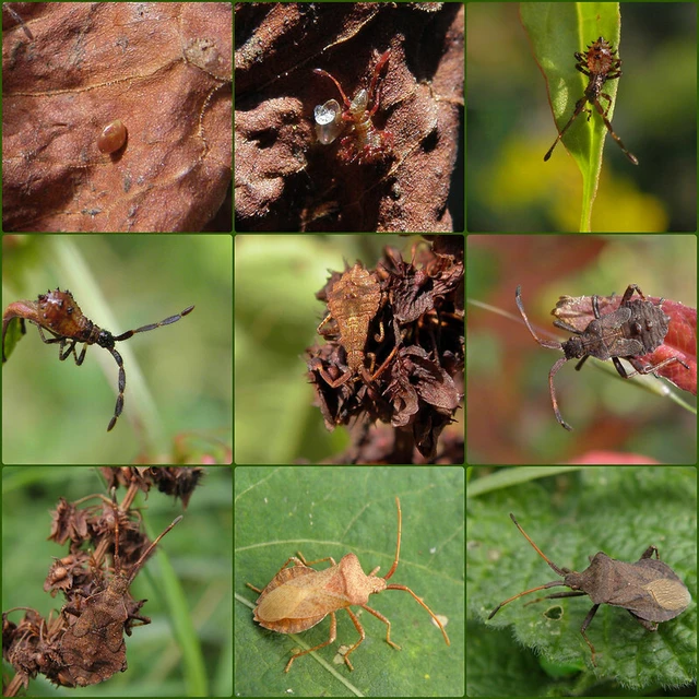Coreus marginatus - közönséges karimáspoloska