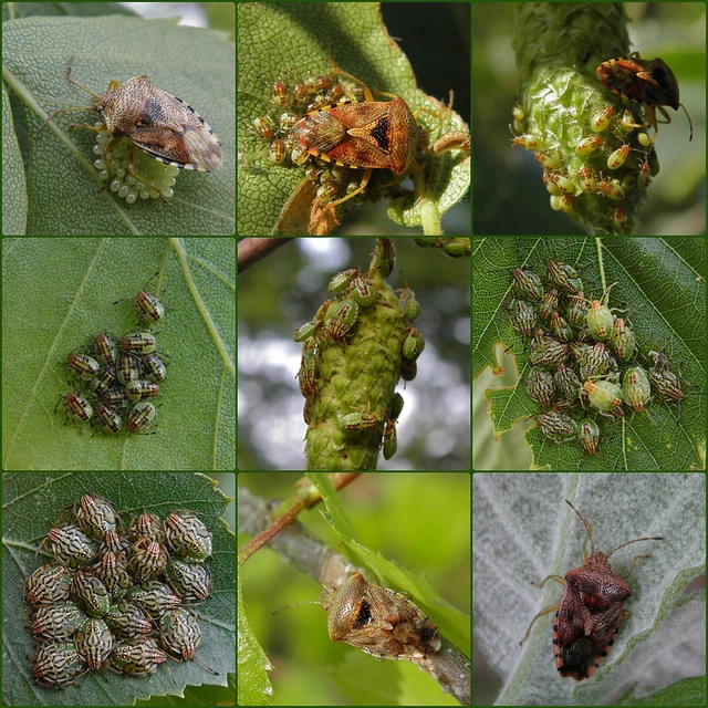 Elasmucha grisea - nyír-dajkapoloska Elasmucha grisea - nyír-dajkapoloska