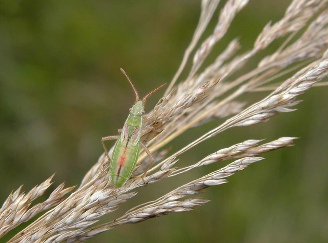Myrmus miriformis - kurtaszárnyú karimáspoloska