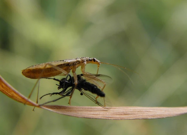 Nabis limbatus