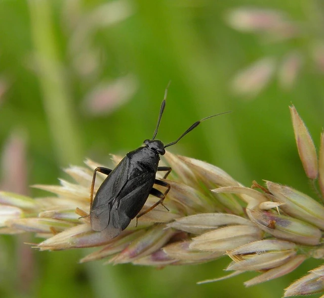 Capsus ater - fekete mezeipoloska