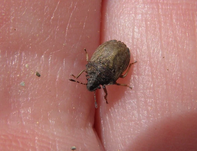 Podops inunctus - szarvas pajzsospoloska Podops inunctus - szarvas pajzsospoloska