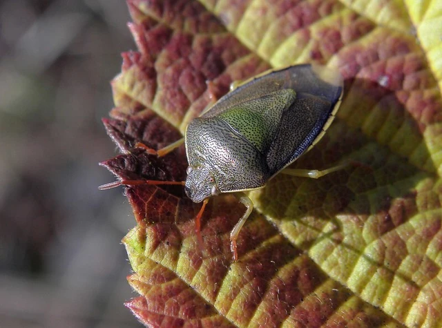 Piezodorus lituratus - bíboros címerespoloska Piezodorus lituratus - bíboros címerespoloska
