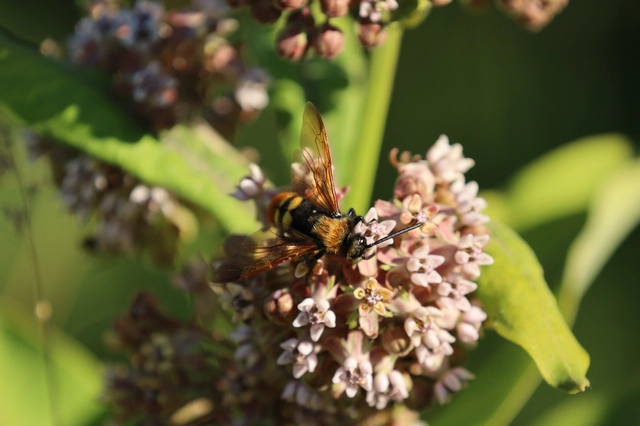 Megascolia maculata - óriás-tőrösdarázs