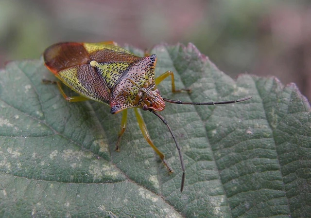 Acanthosoma haemorrhoidale - nagy dajkapoloska Acanthosoma haemorrhoidale - nagy dajkapoloska
