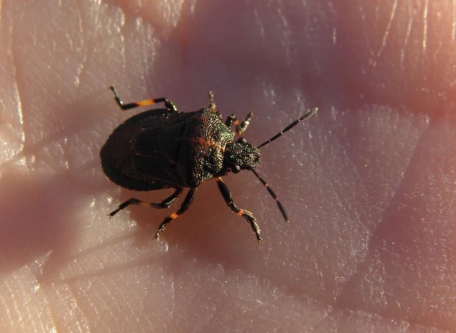 Rhacognathus punctatus - tarkalábú címerespoloska Rhacognathus punctatus - tarkalábú címerespoloska