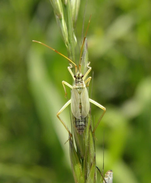 Leptopterna dolabrata - közönséges mezeipoloska