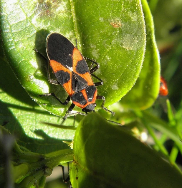 Tropidothorax leucopterus - vadpaprika-bodobács