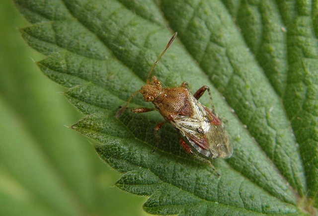 Rhopalus subrufus - vörös üvegszárnyú-poloska