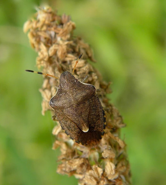 Peribalus strictus - tavaszi címerespoloska Peribalus strictus - tavaszi címerespoloska