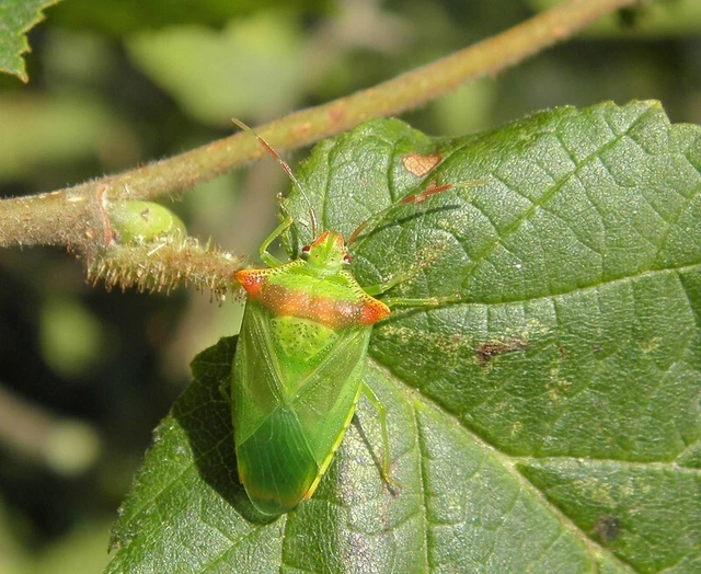 Acanthosoma haemorrhoidale - nagy dajkapoloska Acanthosoma haemorrhoidale - nagy dajkapoloska