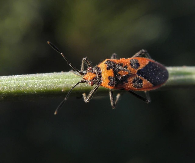 Corizus hyoscyami - piros karimáspoloska
