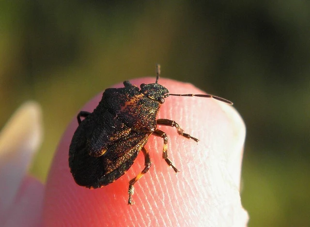 Rhacognathus punctatus - tarkalábú címerespoloska Rhacognathus punctatus - tarkalábú címerespoloska