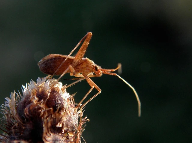Phytocoris varipes - tarkalábú fapoloska