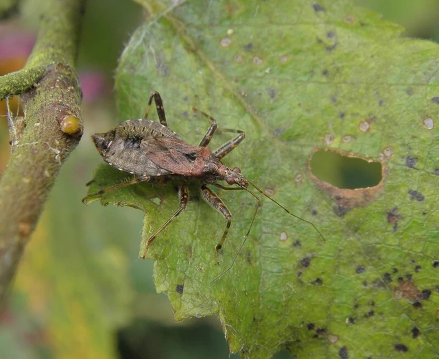 Himacerus apterus - nagy tolvajpoloska