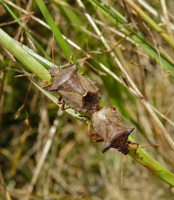 Picromerus bidens - tüskés címerespoloska Picromerus bidens - tüskés címerespoloska