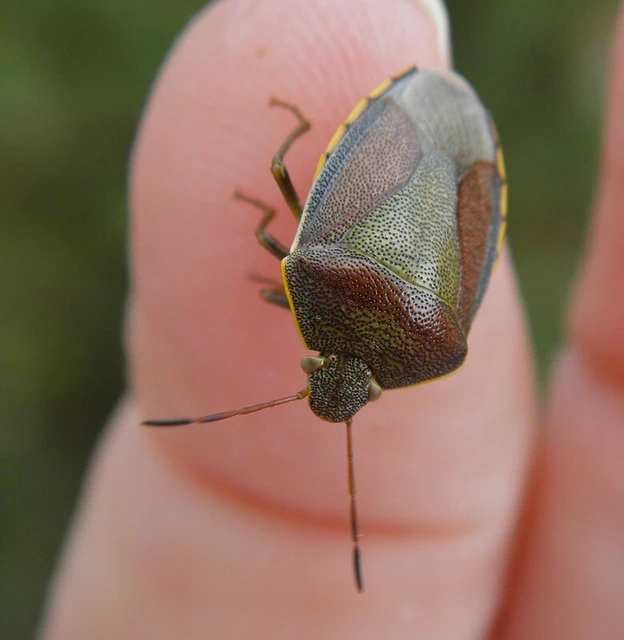 Piezodorus lituratus - bíboros címerespoloska Piezodorus lituratus - bíboros címerespoloska