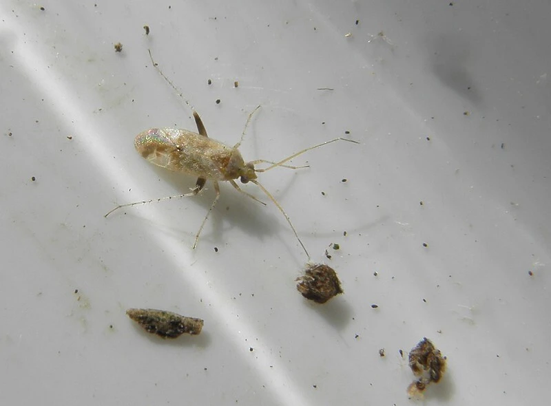 Compsidolon salicellum
