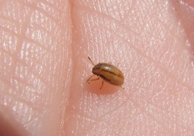 Aelia acuminata - közönséges szipolypoloska Aelia acuminata - közönséges szipolypoloska