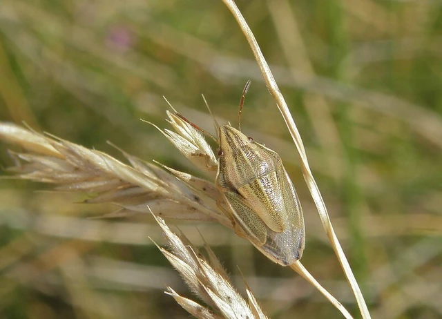 Aelia acuminata - közönséges szipolypoloska Aelia acuminata - közönséges szipolypoloska
