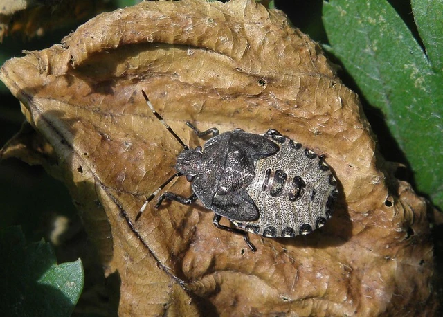 Rhaphigaster nebulosa - bencepoloska Rhaphigaster nebulosa - bencepoloska