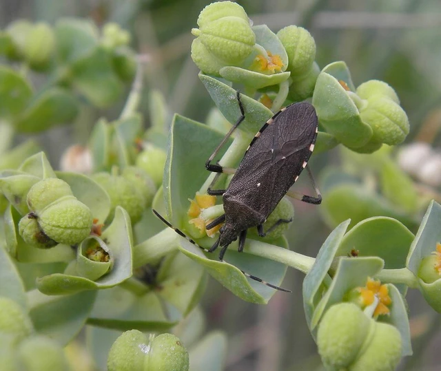 Dicranocephalus agilis - gyűrűscsápú karimáspoloska