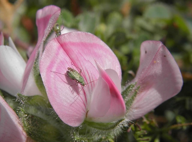Macrotylus paykullii