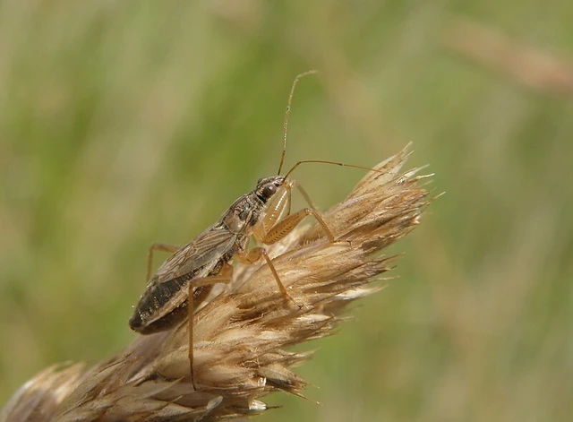 Nabis flavomarginatus - szegélyes tolvajpoloska