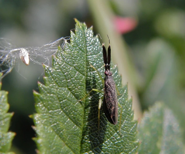Heterotoma planicornis Heterotoma planicornis