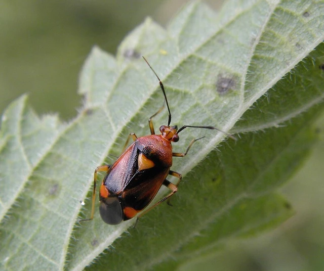 Deraeocoris ruber - vöröses mezeipoloska