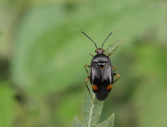 Deraeocoris ruber - vöröses mezeipoloska