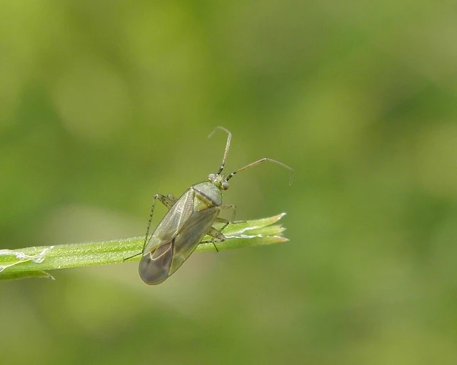 Plagiognathus chrysanthemi - fakó törpepoloska Plagiognathus chrysanthemi - fakó törpepoloska