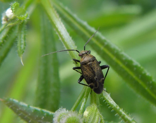 Polymerus nigritus Polymerus nigritus
