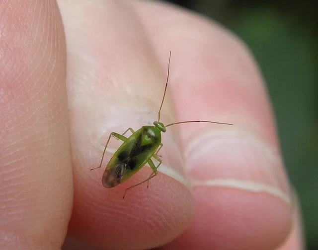 Neolygus viridis