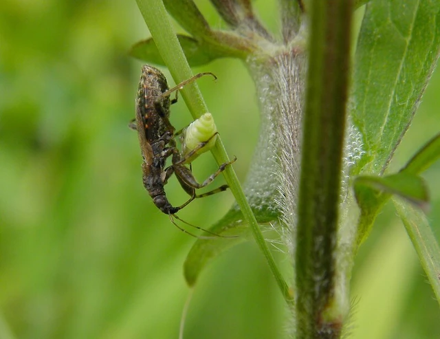Himacerus mirmicoides - csalán-tolvajpoloska