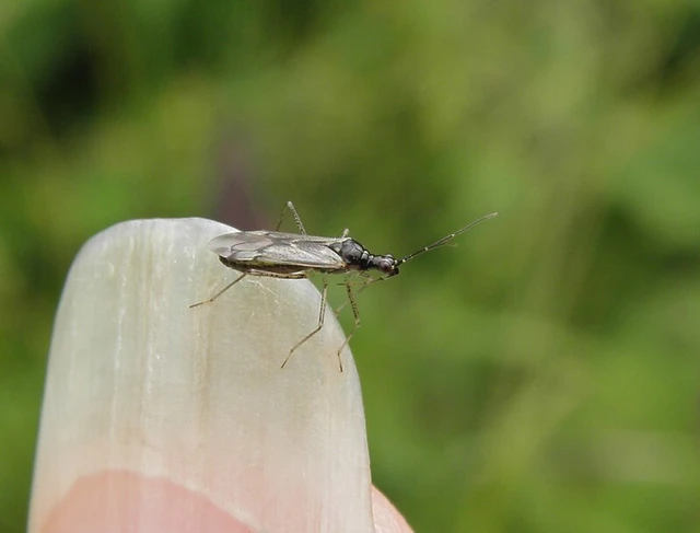 Dicyphus errans - karcsúnyakú mezeipoloska