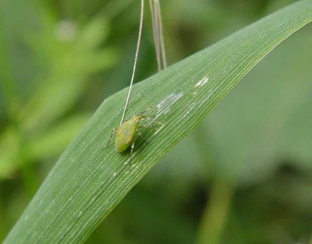 Plagiognathus arbustorum Plagiognathus arbustorum