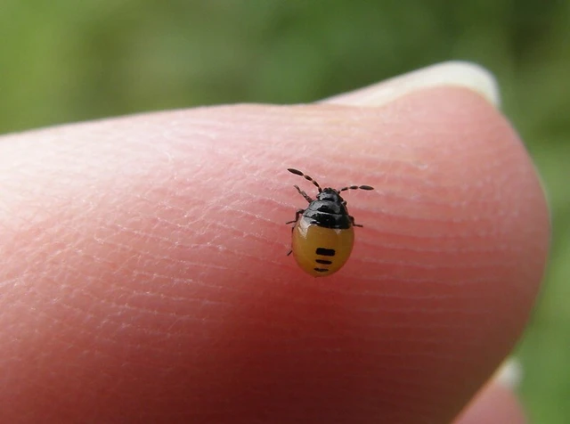 Tritomegas bicolor - foltos földipoloska